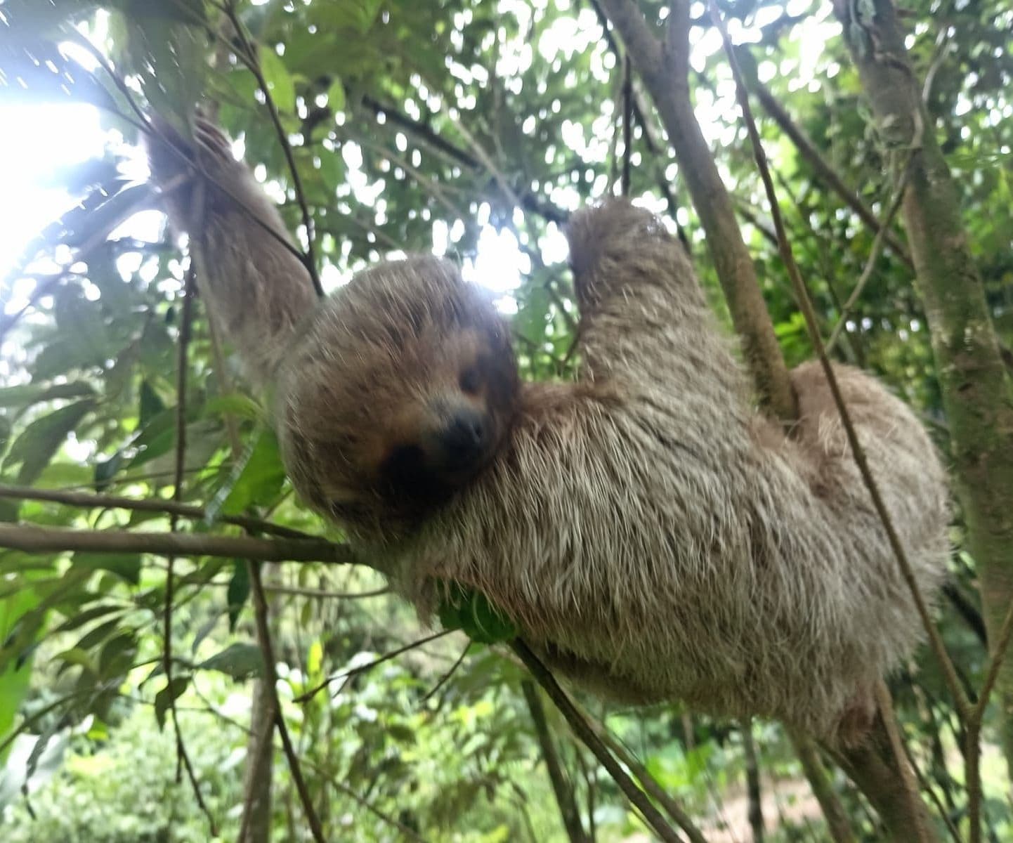 Perezoso en el bosque tropical de Costa Rica